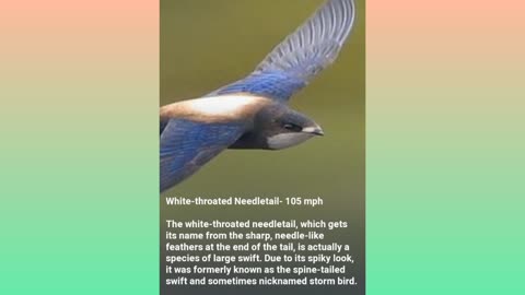 Real facts about birds