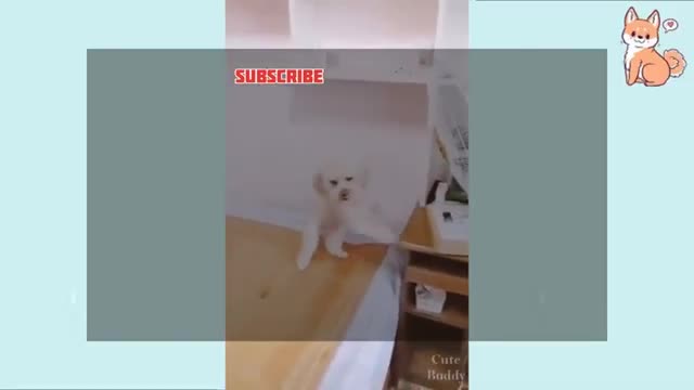 Funny dog