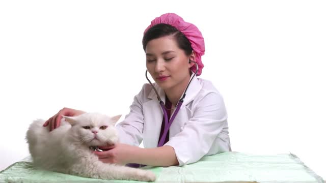 Veterinarian doctor and a white cat