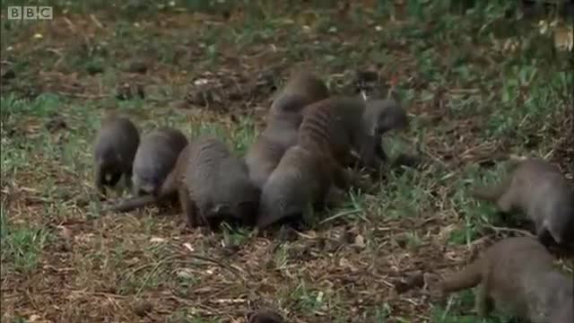 The Battle for Uptown | Banded Brothers (The Mongoose Mob) | BBC Earth