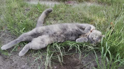 cat fun on ground