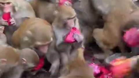 Best Funny Monkey Videos, #32 Cute Baby Monkey, Monkey Happy Family,