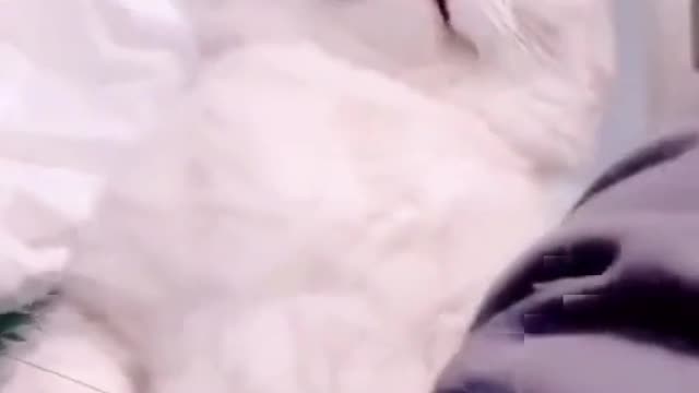 Funny Cats #8