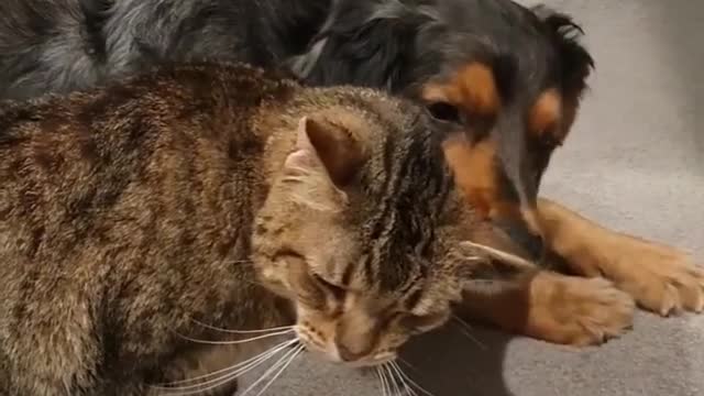 Animals also know how to make friends