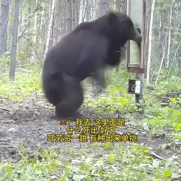 Bears freaky reaction to seeing itself on the mirror