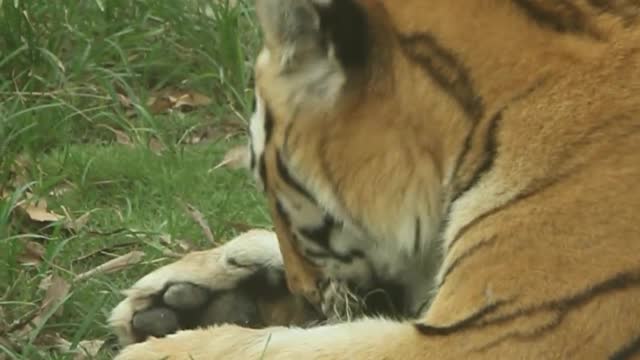 The tiger