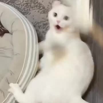 Funny Dogs, Cats and Animals Videos TRY Not to Laugh! # 57!