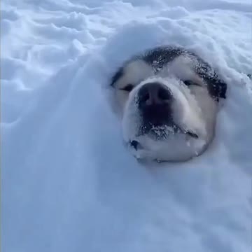 Husky dog ​​playing with its owner in the snow, beautiful scenery