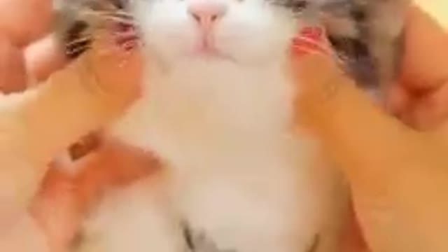 The Ultimate Viral Cat Video