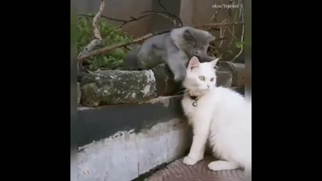 cat compilation funny cats cutest and funniest cats compilation 2021 #4