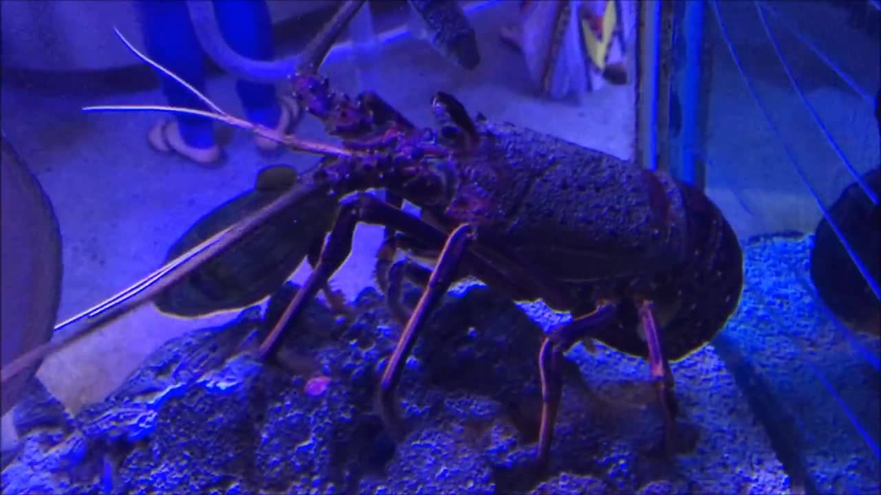 Crayfish