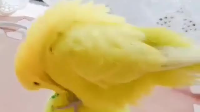 Cute animal reaction (Video credit - owners) 972