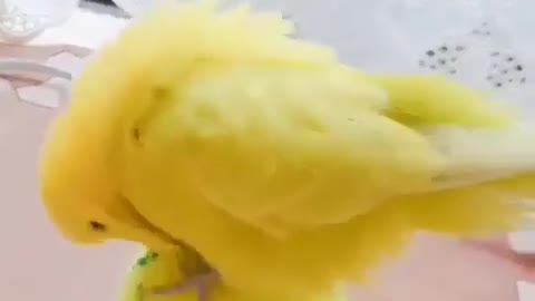 Cute animal reaction (Video credit - owners) 972