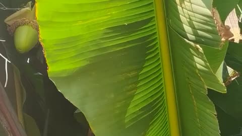 The fan-like plant is very large and beautiful