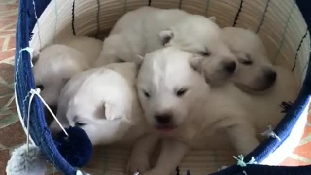 Mother dog gave birth to a litter of cubs