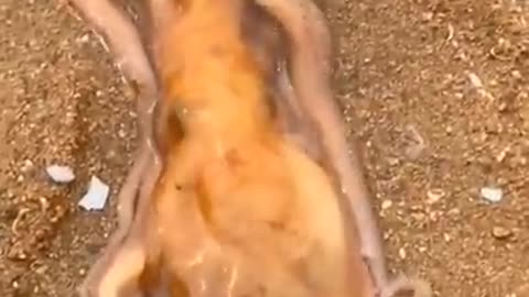 Octopus samundri