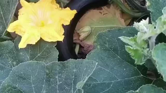 It's a big vegetable patch