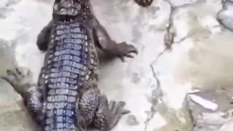 Dog kiss Crocodile and his result