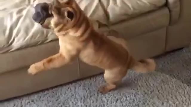 Slowmo brown wrinkly dog tries to jump tan couch but faceplants