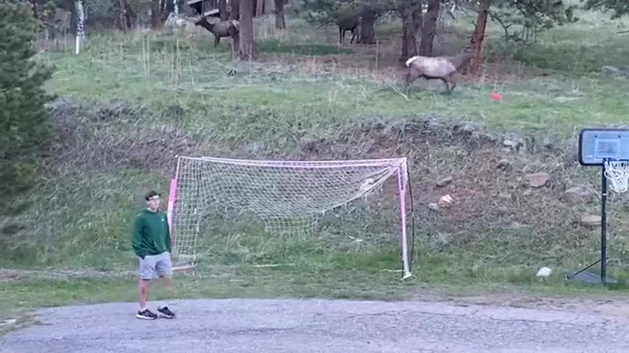 Playing ball game with animals