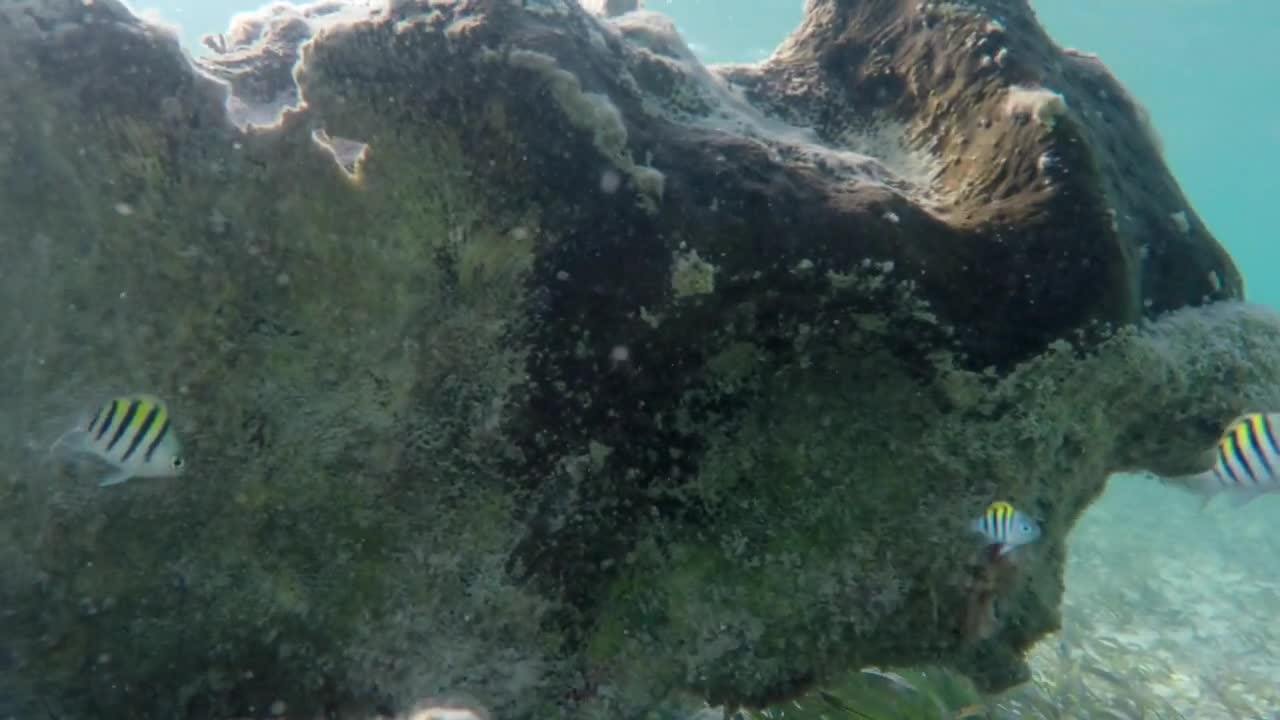 Underwater Shot Of Beautiful Tropical Fish Swimming Near Dead Reef