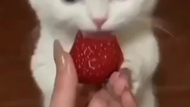 Funny cat eating strawberry video 🤣🤣