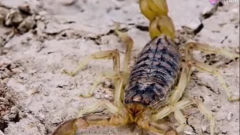 Discover the Surprising Secrets of Scorpions!