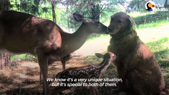 Deer Brings Her Babies To Meet Her Dog Best Friend Every Spring! | The Dodo Odd Couples