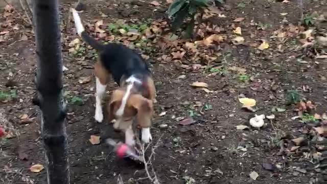 Crazy Beagle