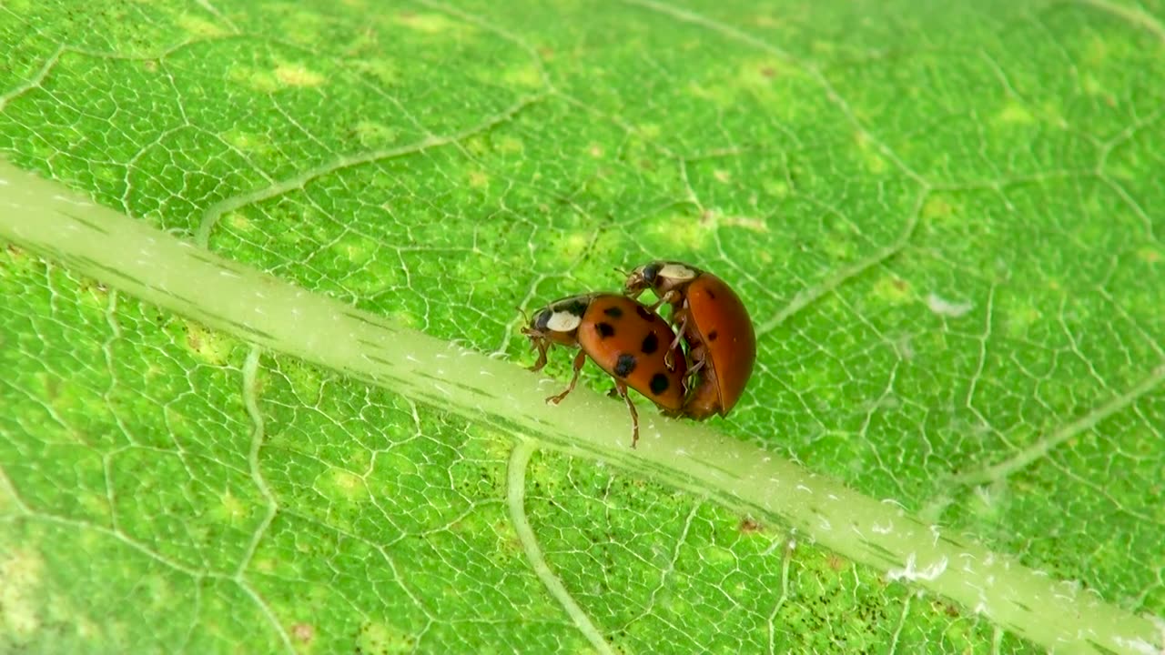 Two Insects Mating on Plant