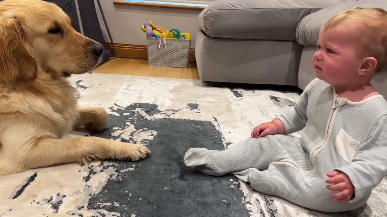 Golden Retriever Pup Makes Baby Cry But Says Sorry! (Cutest Ever!!)