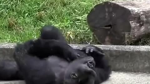 Funny Monkeys make me Happy