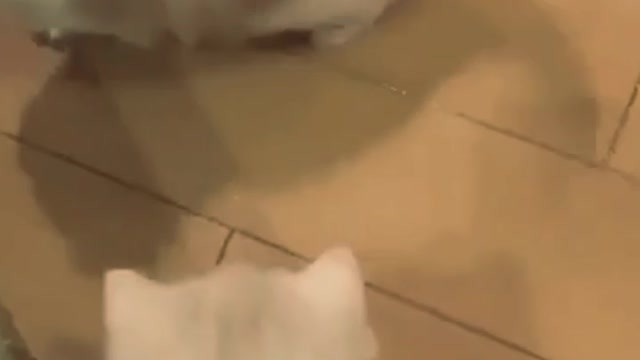 cute little cat