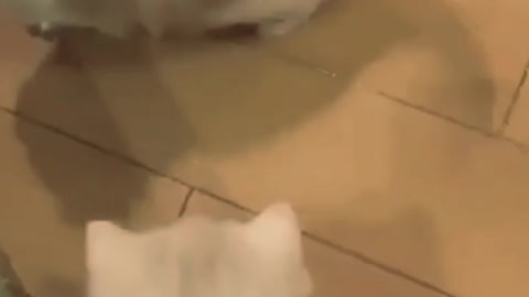cute little cat
