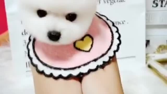 Lovely Animals video