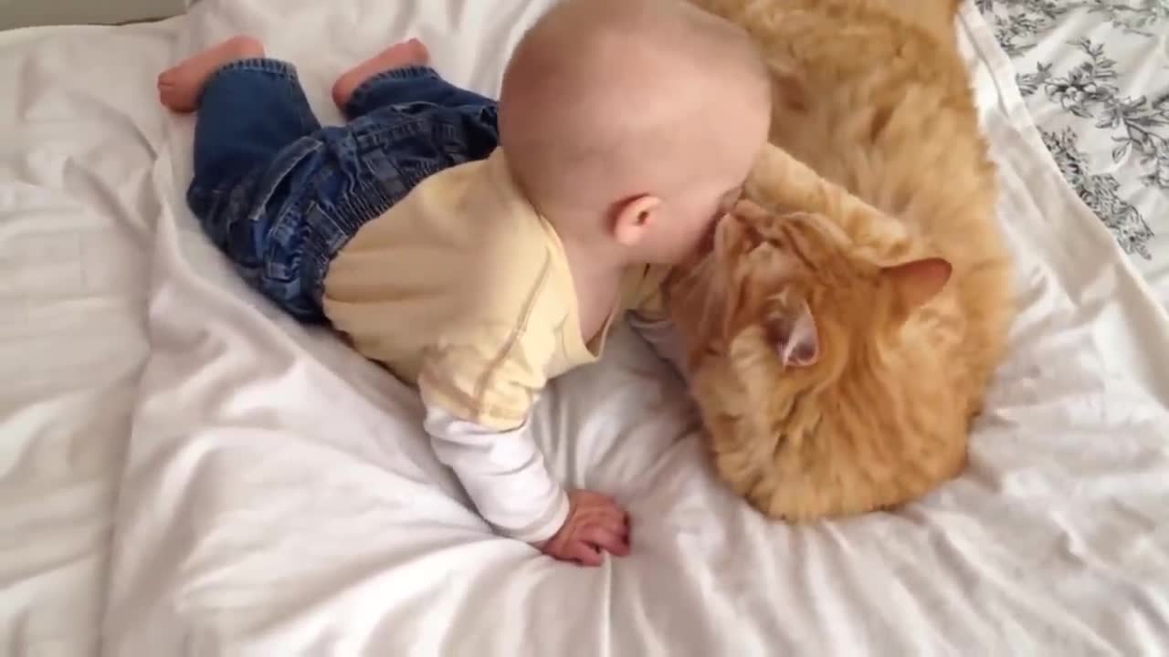 Cat Meeting Baby