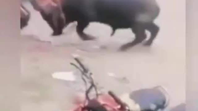 bull dangrous attack man funny bull chase