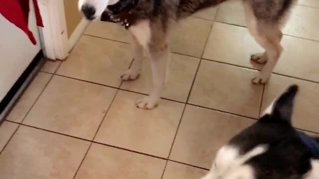 Grey huskies howling when owner is talking to them