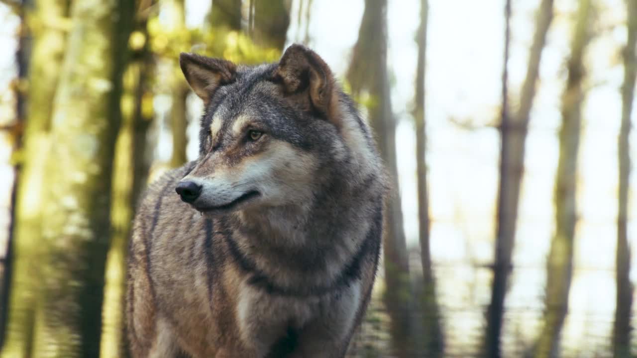 la grandeza del lobo