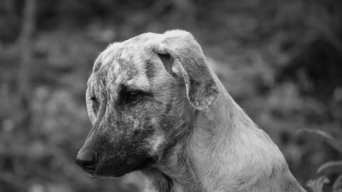 devoted dog couldn't stop crying at the shelter after he realized that he had b.....