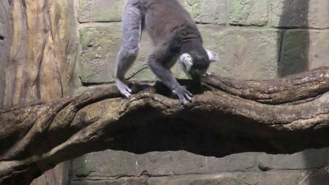 feline lemur