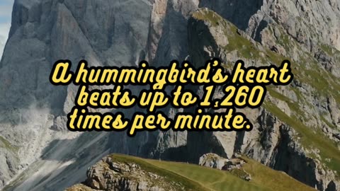 Animal Facts Hummingbird's Heart #shorts