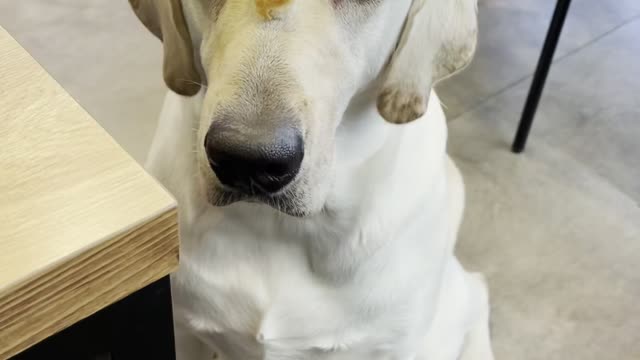 A dog waiting for a snack.