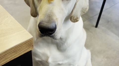 A dog waiting for a snack.