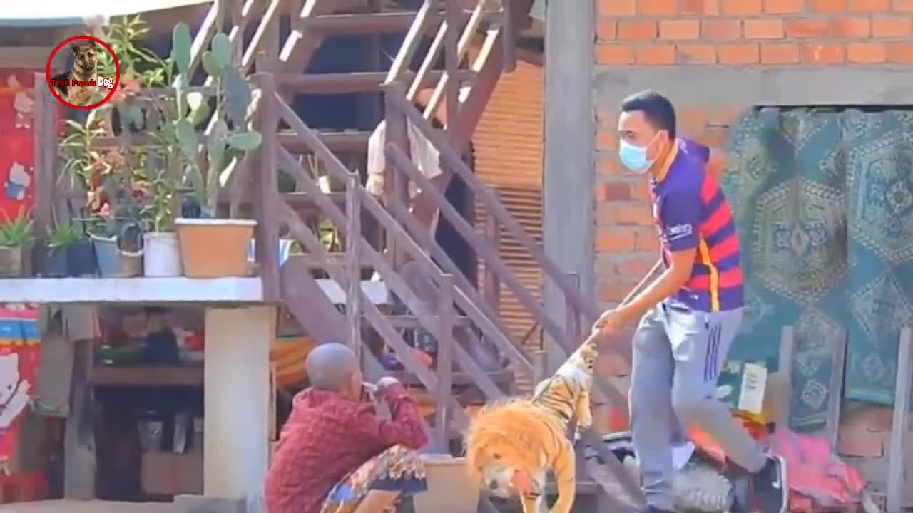 Troll Prank Dog,Fake Snake Vs Monkeys and Big Fake Lion Dog Prank Must Watch Funny Video