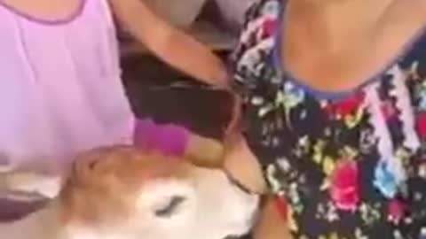 human mother breastfeeds a calf