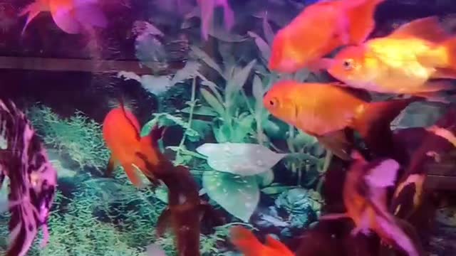 🎏 aquarium fish 🐠 #shorts animals home