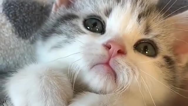 Baby Cats😘 - Cute and Funny Cat Videos Compilation | Cutest Life