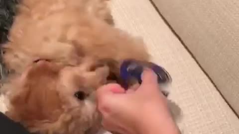 Cute puppy spins a fidget spinner