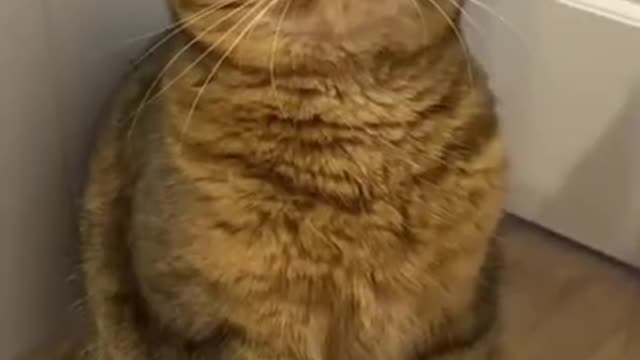 Funny Cat | Funny animals | Pet | Animals | Animal Comedy | Animals Videos